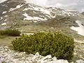 على جبل في&nbsp;&nbsp;[لغات أخرى]‏ ، جمهورية مقدونيا