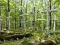 Cemetery of UPA soldiers, Antonivci, تيرنوبل أوبلاست، أوكرانيا