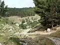 جزء من الوادي مُغطى بالأحراش