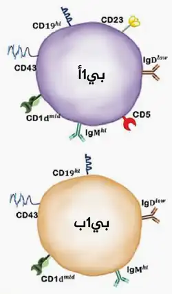يمكن تمييز خلايا بي1 بناءً على تعبير CD5 إلى نوعين: خلايا بي1أ (CD5+) وخلايا بي1ب (CD5−).