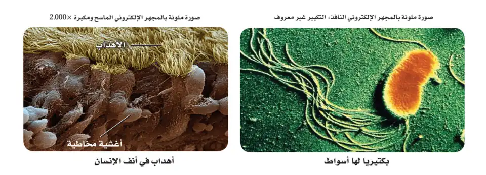 التراكيب الشعرية الدقيقة في الصورة هي الأهداب؛ والتراكيب التي تشبه الذيل هي الأسواط