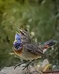 ازرق الزور