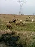 مجموعة من الخراف ترعى في سهول العراق