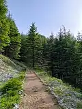الأرز في البروك