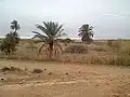 من طبيعة الخنق