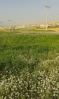 الربيع في البلدة