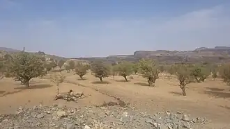 الشراوي- بني عمر- جبل اللوز- خولان