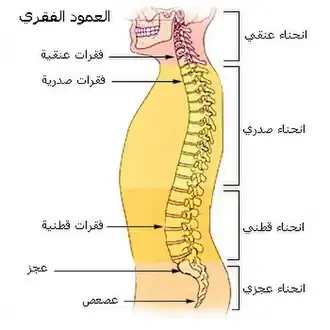 العمود الفقري.