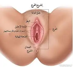 رسم توضيحي للمهبل.