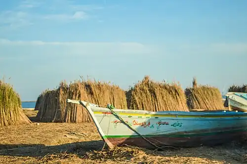 قارب في البرلس
