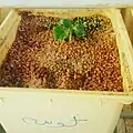 بدايات الانبات