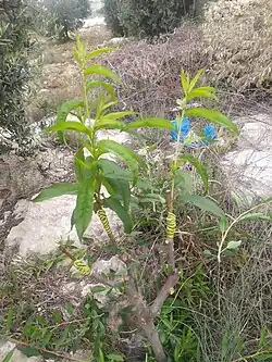 تطعيم بالشق