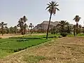 جبل في واحة ألنيف
