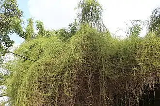 حامول الغار الخيطي