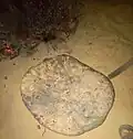 خبز الملّة الصحراوي يطهى تحت الجمر والتراب