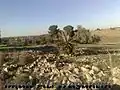 بقايا آثار القرية.