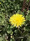 زهرة الطَّرَخْشَقون السُوريّ (الهِنْدِباء) غَير النَّاضِج