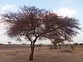 شجرة الأكاسيا التي تشتهر بها جماعة مصيصي