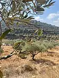 شجرة الزيتون هي رمز للثبات والقوة في ثقافة وتاريخ فلسطين. تعتبر الزيتونة جزءًا أساسيًا من المناظر الطبيعية في البلاد، حيث تتوزع بشكل واسع على طول التلال والوديان