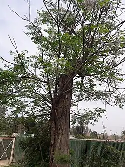شجرة النيم في محمية كصيبة