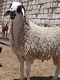 صورة لكبش (ذكر) من سلالة صقلي-صردي.