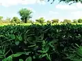 نبات الفول السوداني