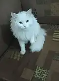 Image 12قطة بيضاء من سلالة الشيرازي