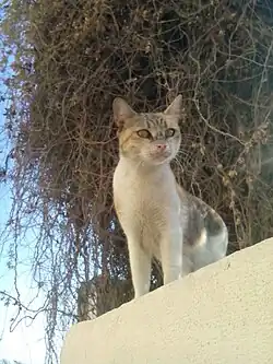 Image 7قطة واقفة على جدار