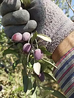 قطاف ثمار أشجار الزيتون