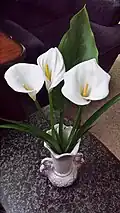أزهار الكالا
