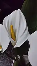 تفاصيل زهرة الكالا