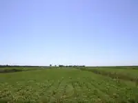 محصول الفول السوداني بمشروع الجزيرة