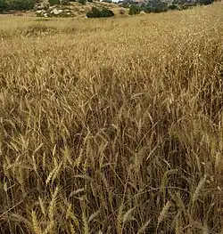 مقر ماء شرب قديم