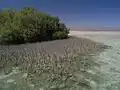المانجروف