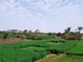 جنائن نوري ويظهر فيها  جبل البركل