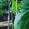مرحلة التزهير و عقد الثمار لنبة الخيار