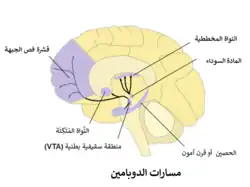 مسارات الدوبامين