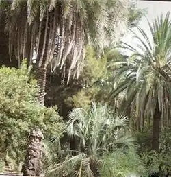 نخل بالفاو، البصرة، العراق