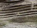 حفريات بحرية متحجرة