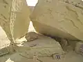 هيكل حوت الدوردون الرضيع.