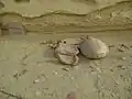 حفرية سلحفاة