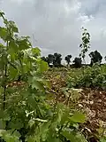 ورق العنب في فلسطين