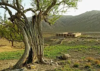 خان أب بيد