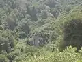 غابة باينام