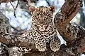 نمرٌ بريٌ (Panthera pardus) جاثمٌ فوق شجرةٍ في متنزه سرنكتي الوطني بتنزانيا
