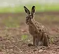 قُوَاع بُني أوروبي