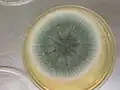 المستعمرة في طبق بتري