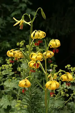 نباتات الزنبق البرانسي