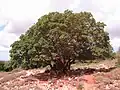 صورة شجرة القطلب