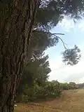 جبال سوق أهراس